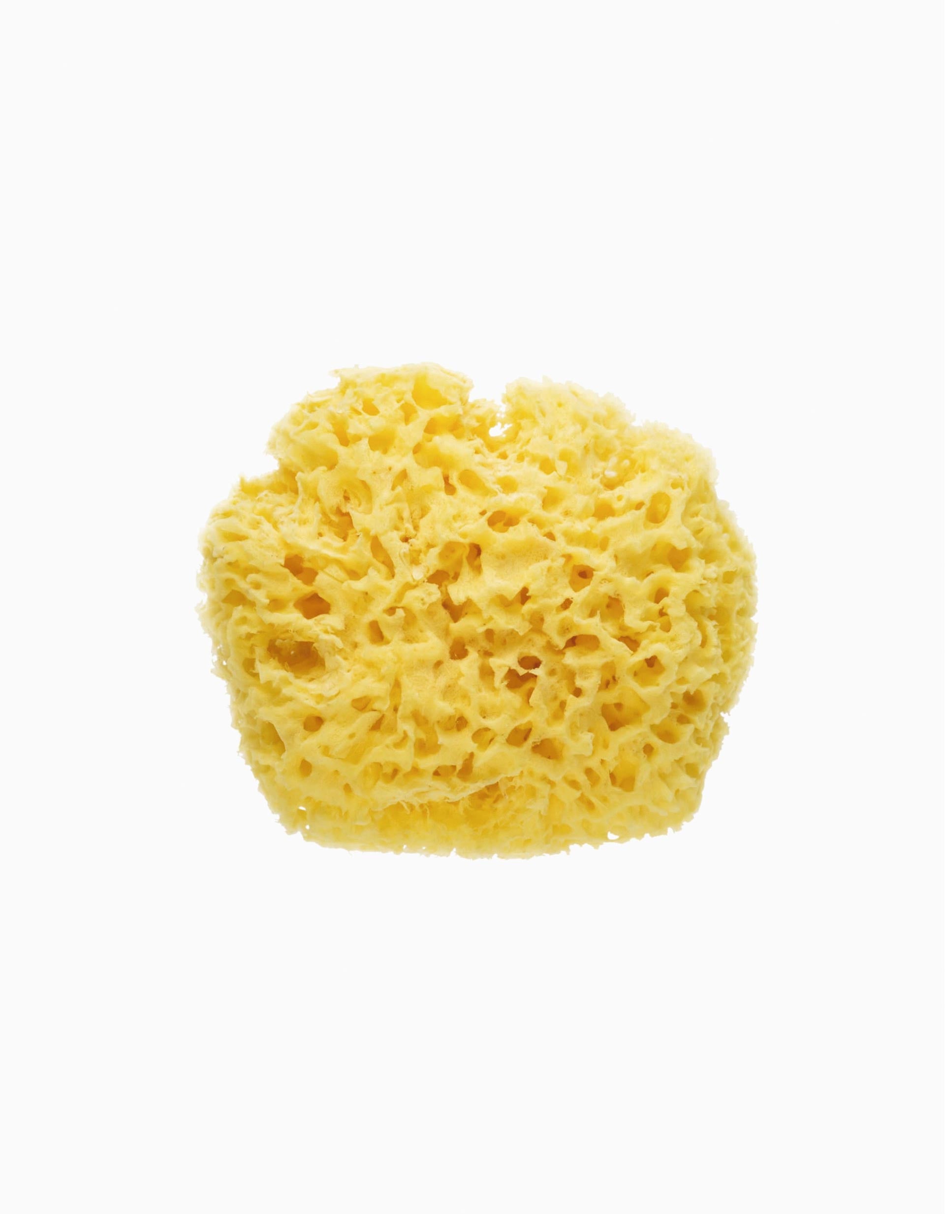 Natural Sponge, Saro