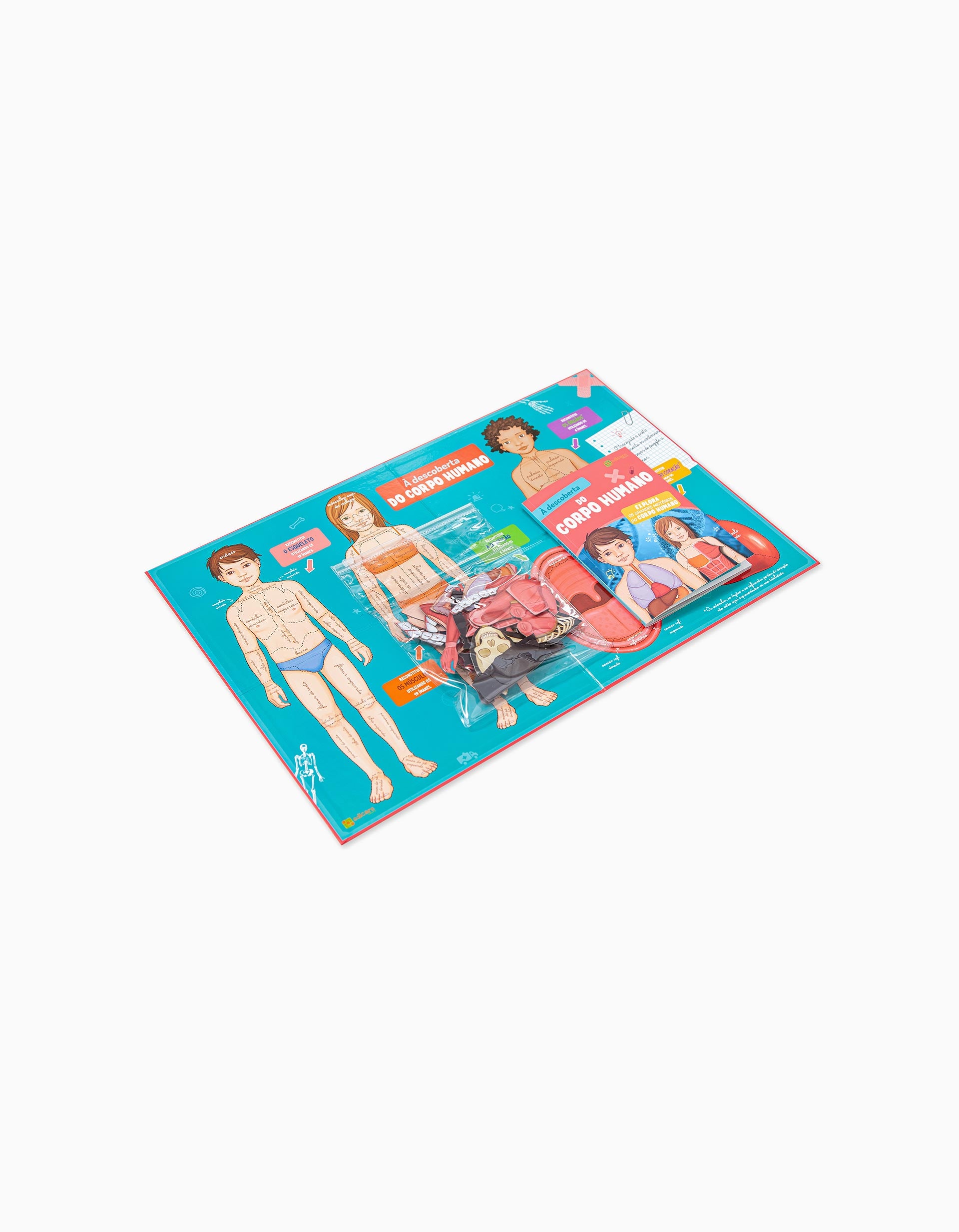 À Descoberta Do Corpo Humano Edicare 7A+