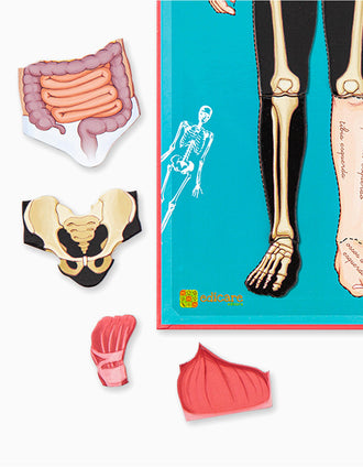 À Descoberta Do Corpo Humano Edicare 7A+